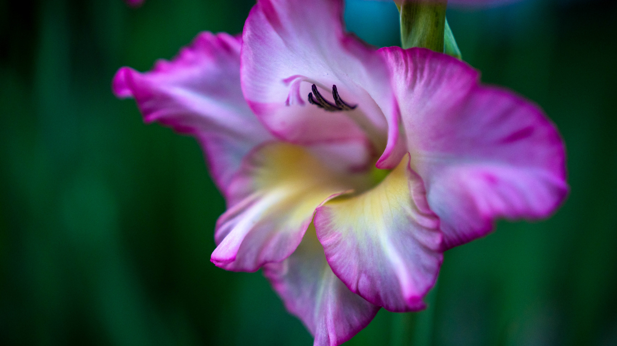 Sony a6300 + 18-35mm F1.8 DC HSM | Art 013 sample photo. Soft photography