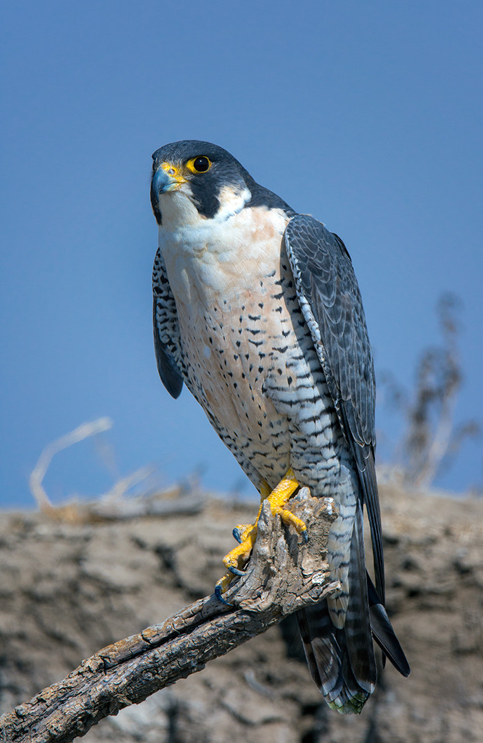 Nikon AF-S Nikkor 600mm F4E FL ED VR sample photo. Peregrine falcon photography