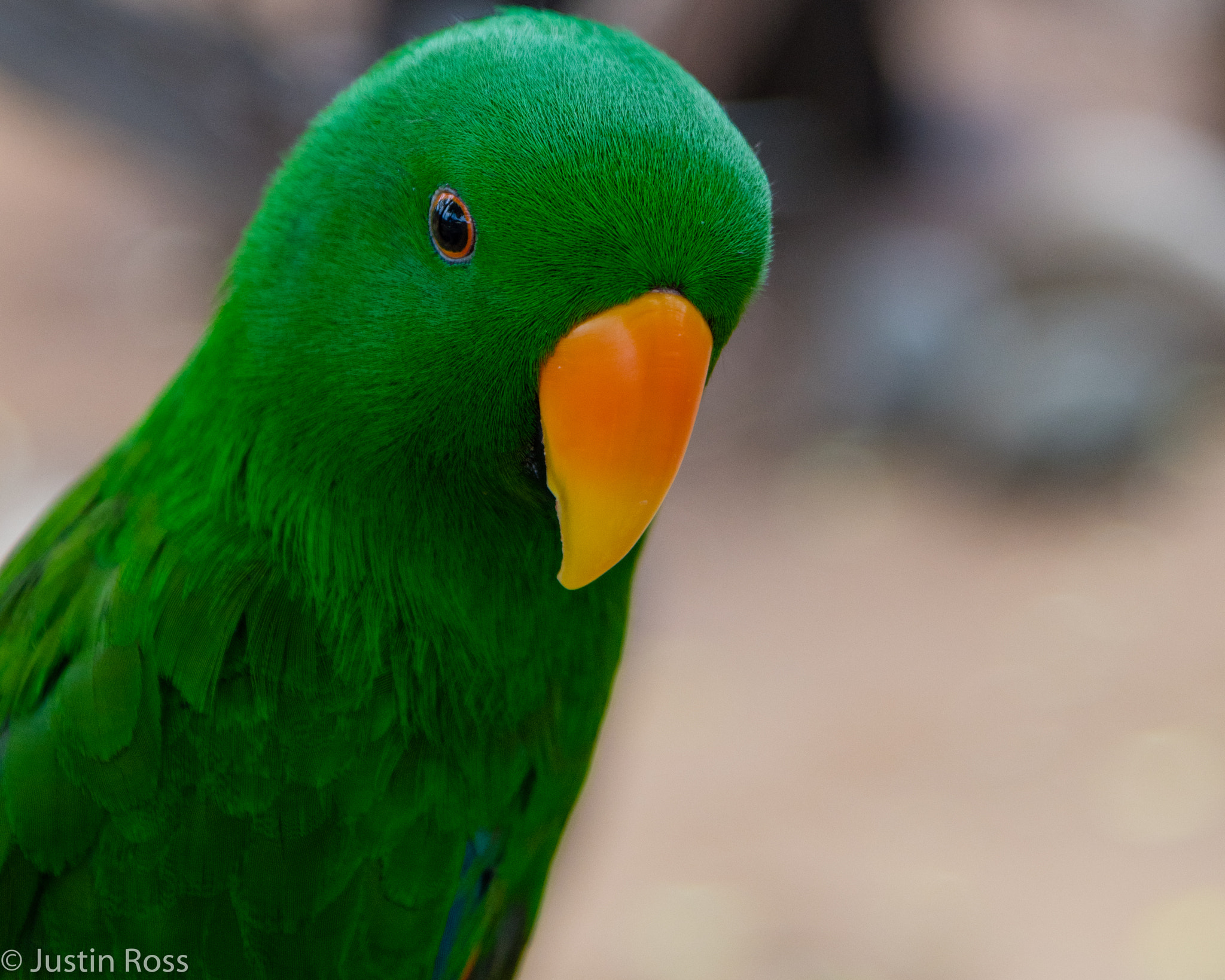 Nikon D500 sample photo. Green beauty photography
