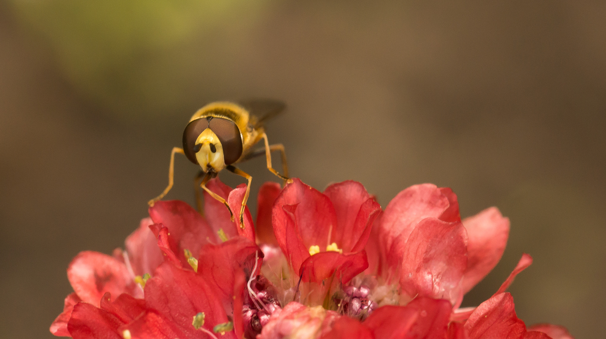 Sony SLT-A65 (SLT-A65V) sample photo. Bee photography