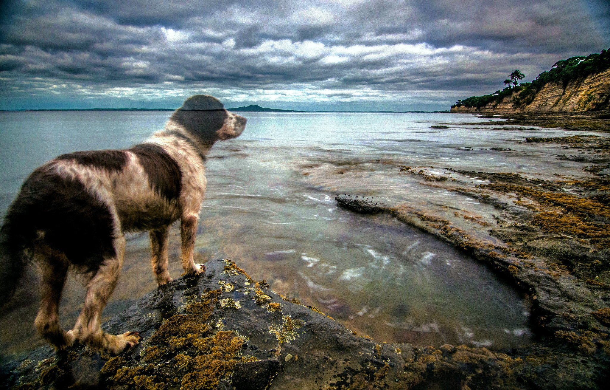 Nikon D800E sample photo. Random dog.  photography