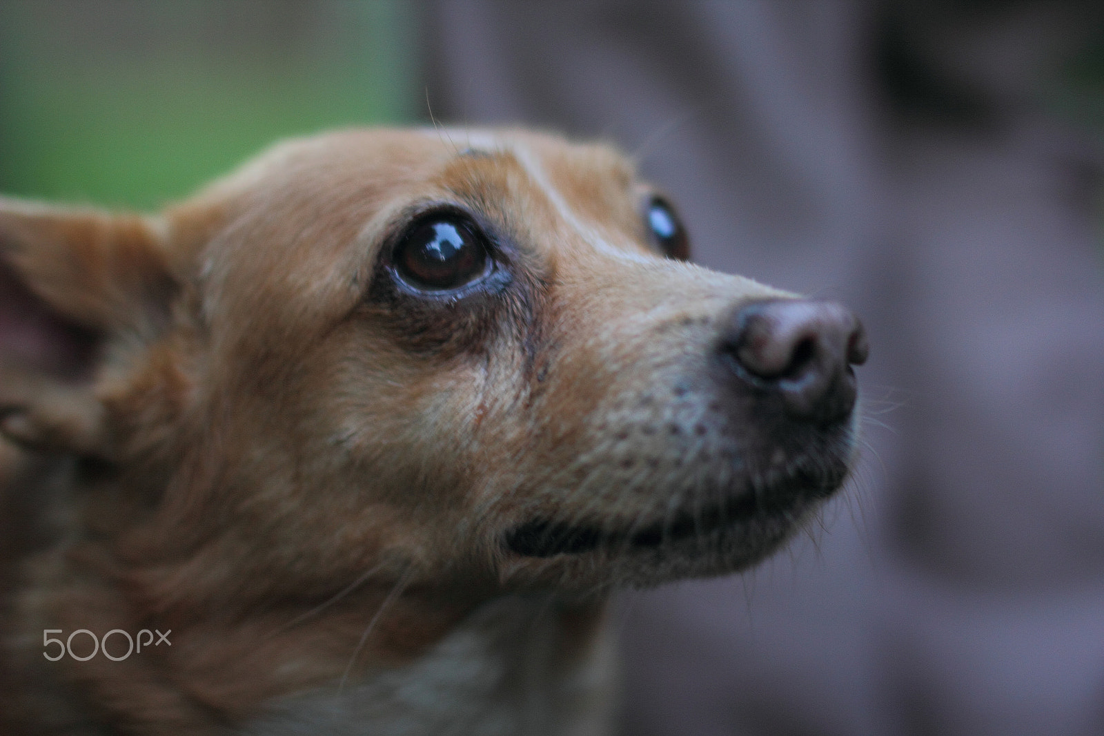 Sigma 50mm F1.4 EX DG HSM sample photo. Tofik photography