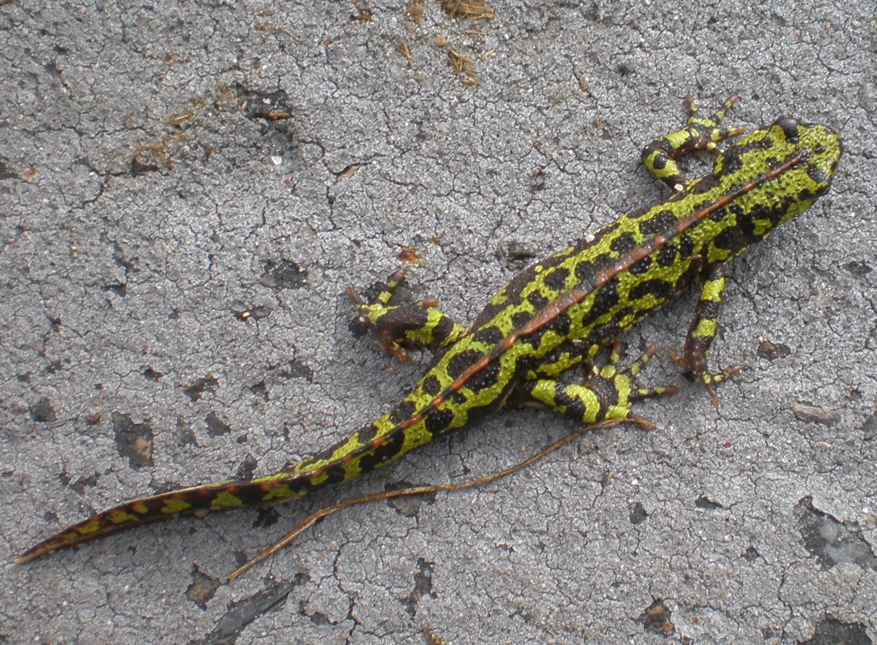 Olympus FE280,X820,C520 sample photo. Lizard photography