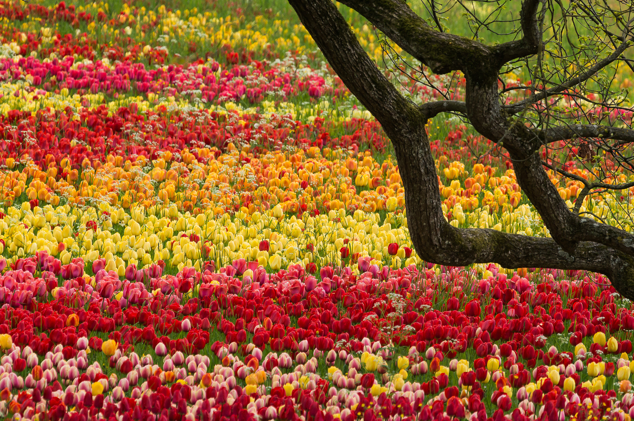 Sony Alpha NEX-6 + Sony DT 50mm F1.8 SAM sample photo. Sea of tulips photography