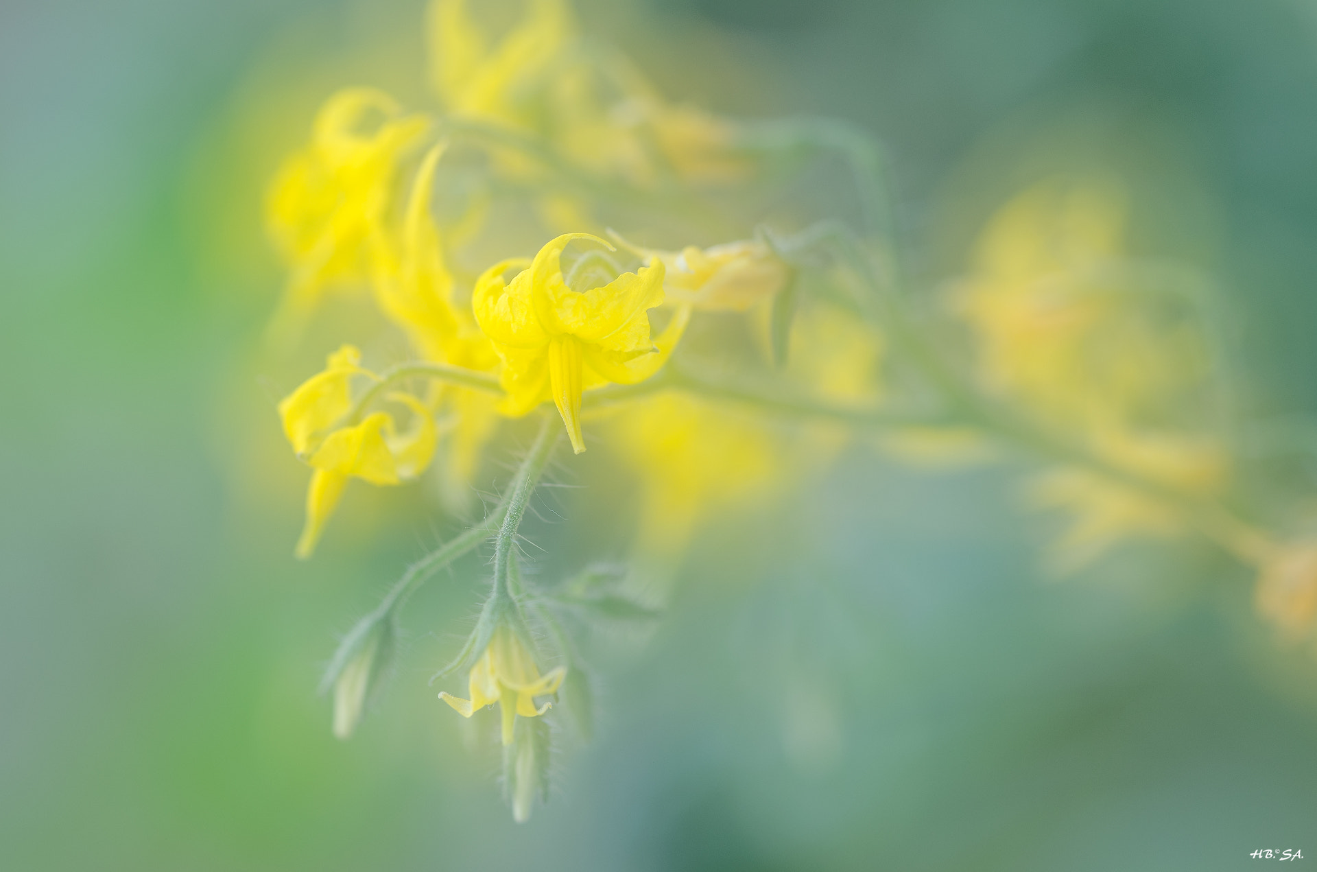Sigma 150mm F2.8 EX DG OS Macro HSM sample photo. Tomatenblüte photography