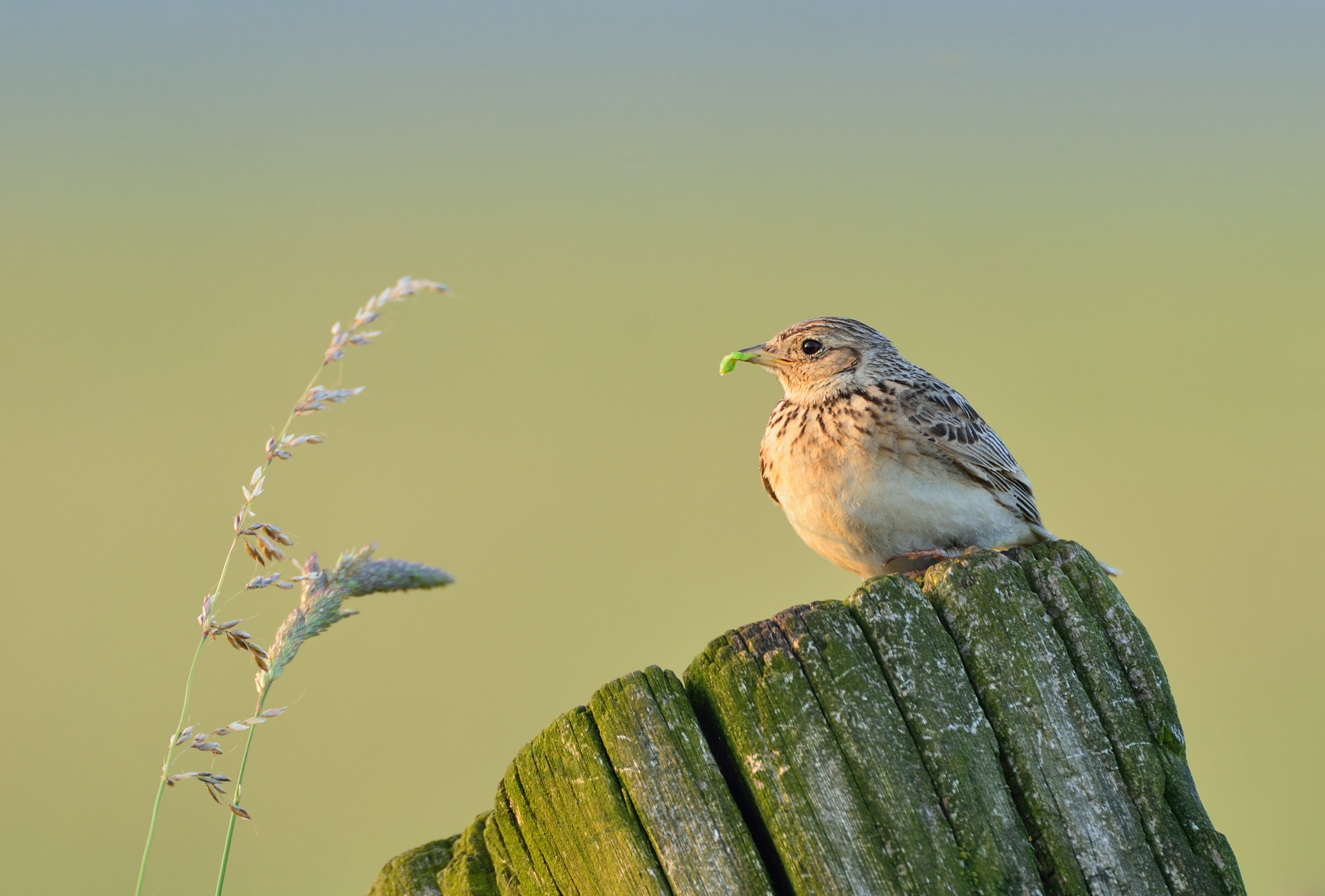 Nikon D600 + AF-S Nikkor 600mm f/4D IF-ED sample photo. Veldleeuwerik photography