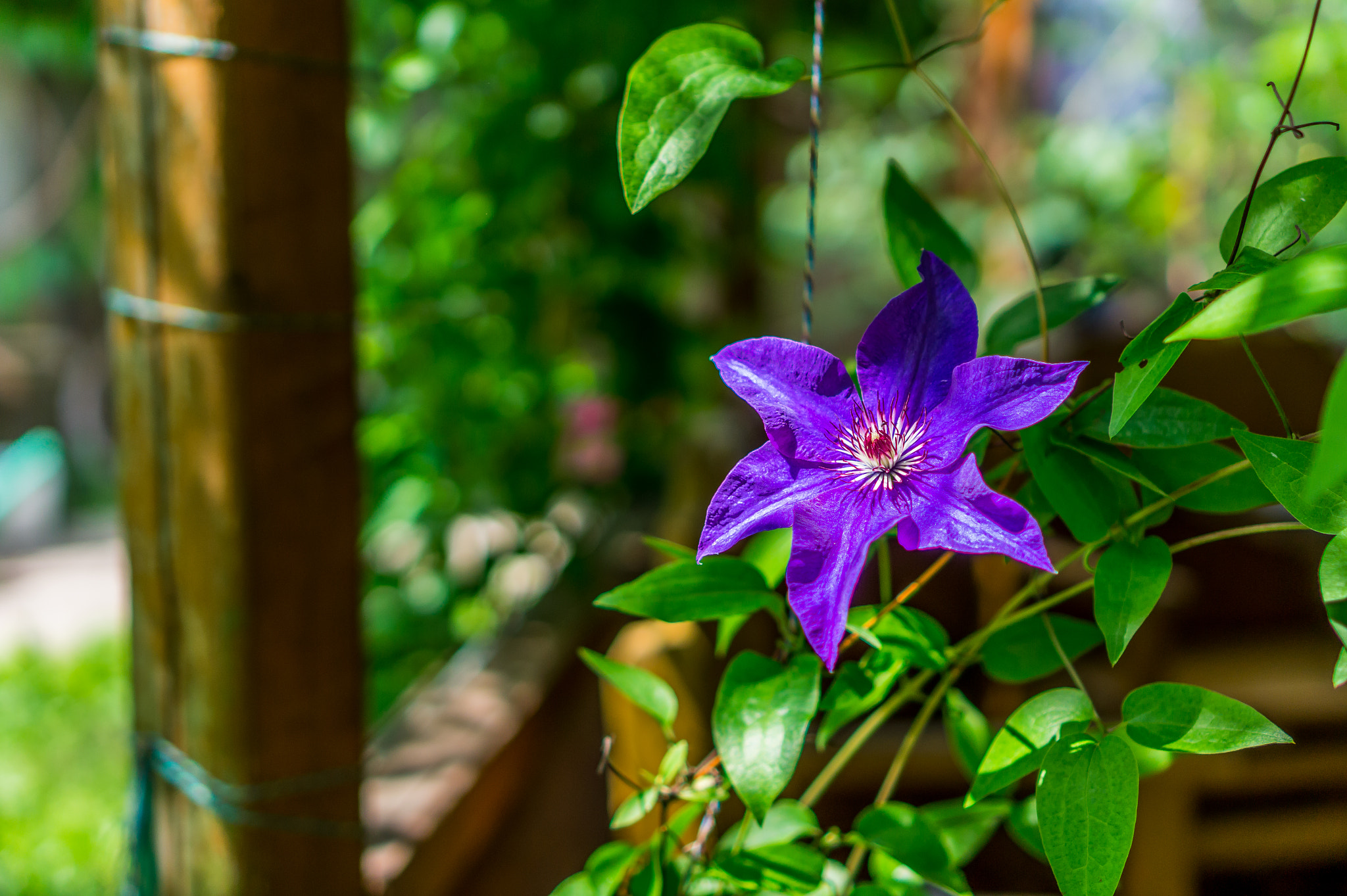 Sony Alpha a5000 (ILCE 5000) + Sony E 35mm F1.8 OSS sample photo. Clematis on sunny day photography