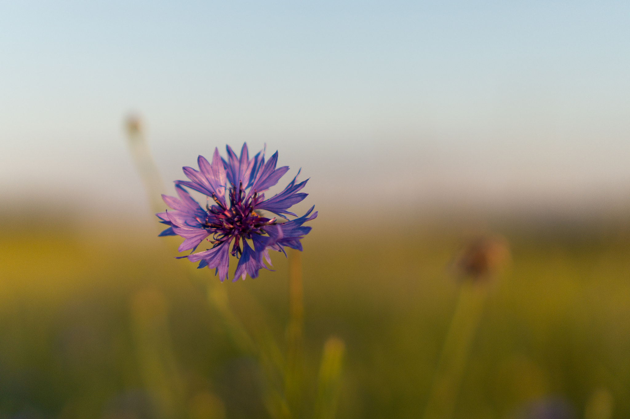 Sony Alpha a5000 (ILCE 5000) + Sony E 35mm F1.8 OSS sample photo. Floating point photography