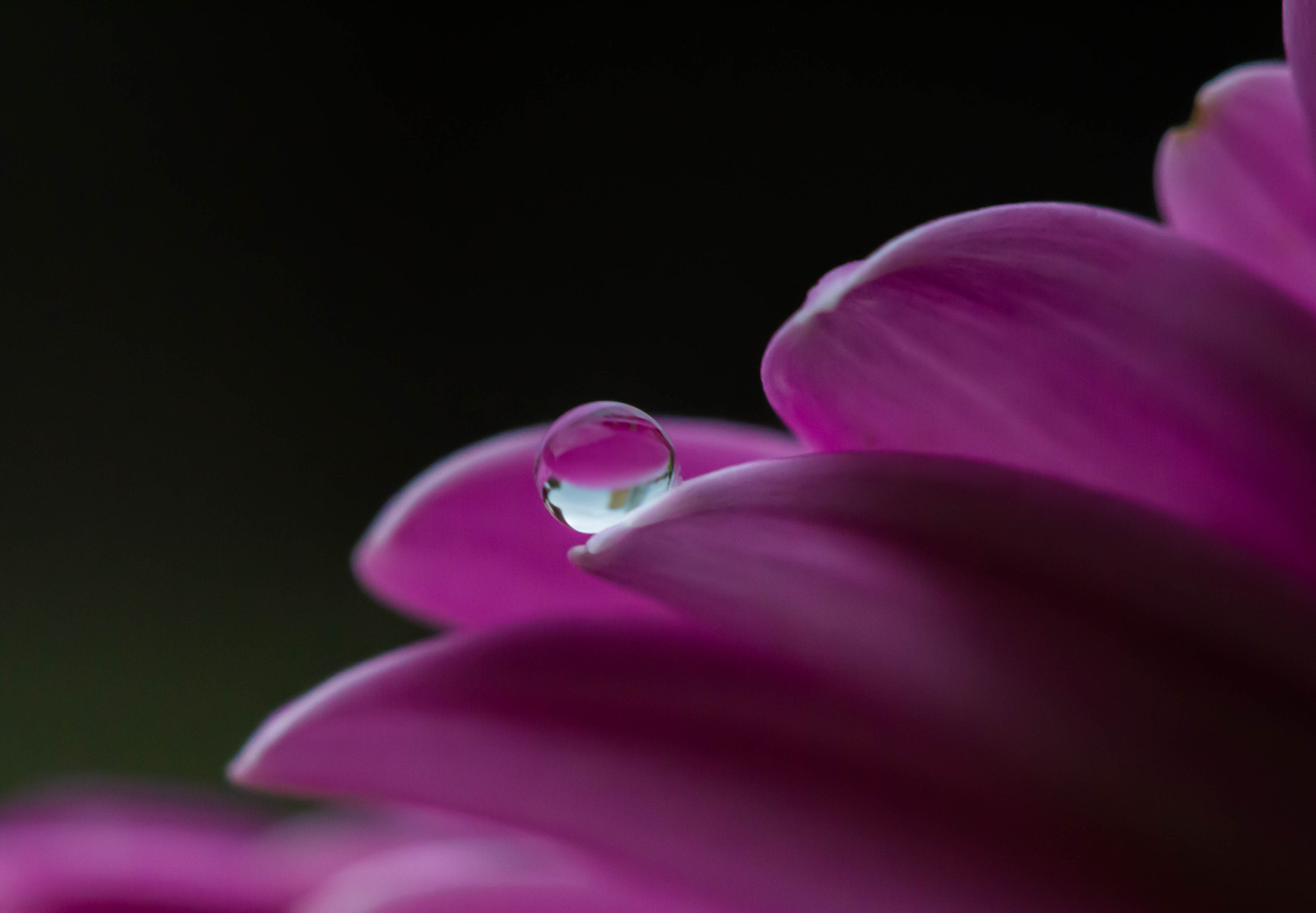 Canon EF 100mm F2.8 Macro USM sample photo. Droplet photography