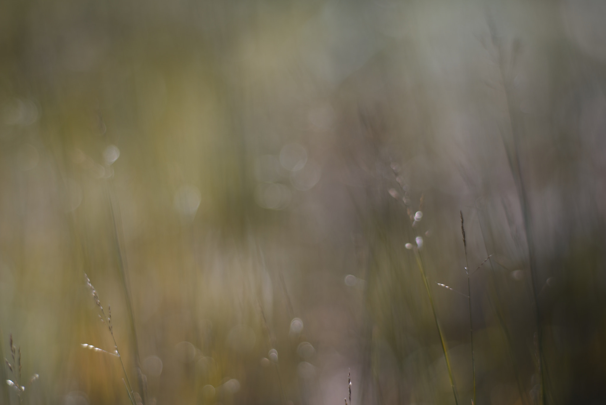 Nikon D800 + AF Nikkor 50mm f/1.8 sample photo. Summer running photography