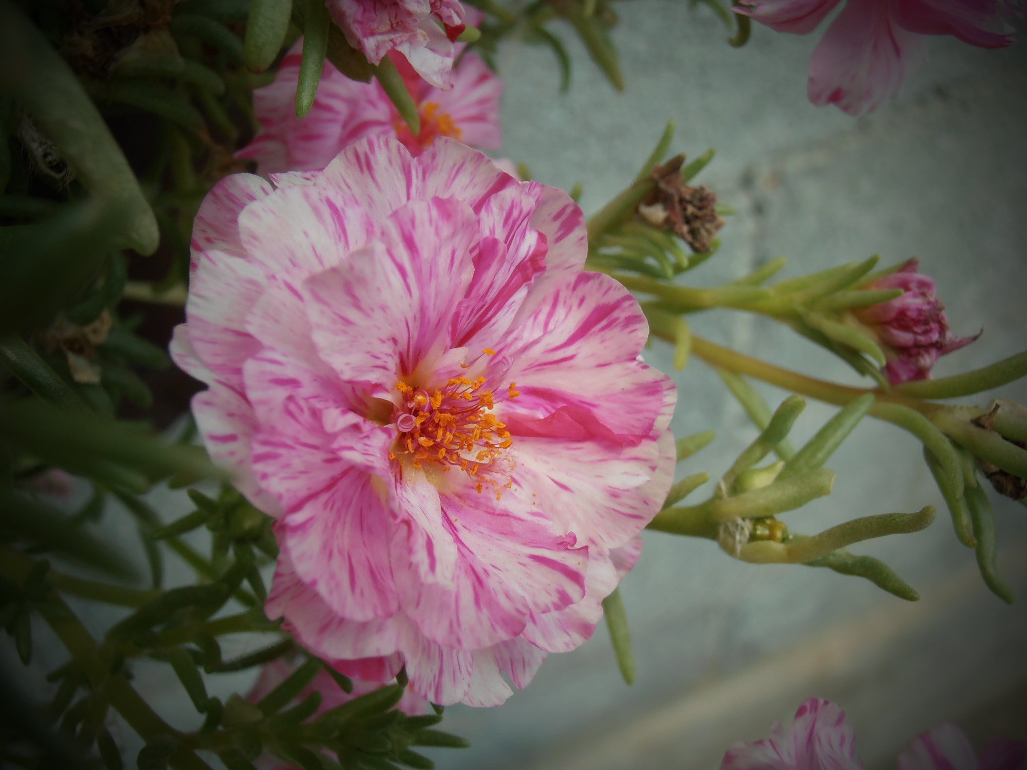 Olympus VR325,VR320,D725 sample photo. Fleur photography