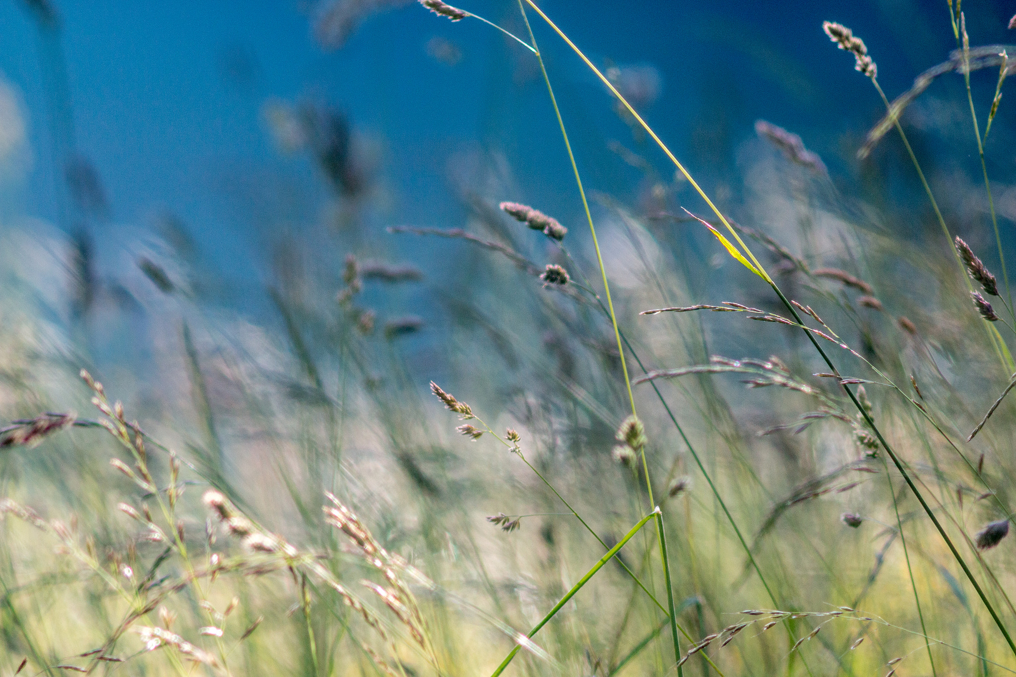Canon EF 200mm f/2.8L II + 2x sample photo. Field of dreams photography