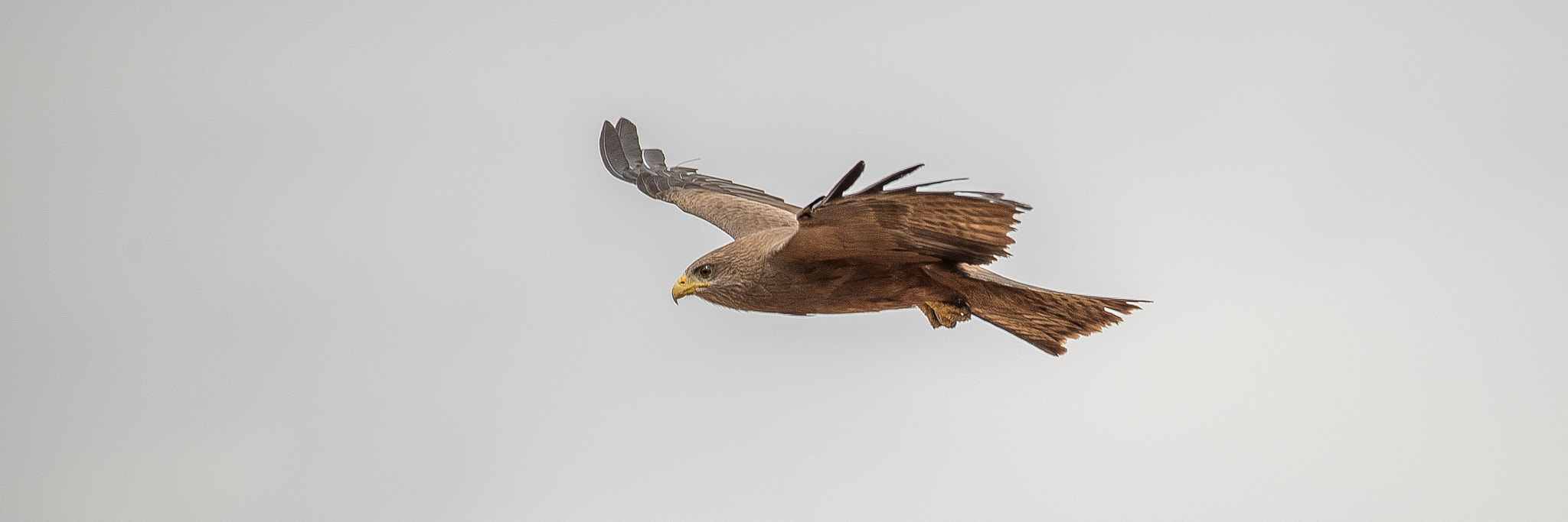 Sigma 120-400mm F4.5-5.6 DG OS HSM sample photo. Flying bird of prey photography