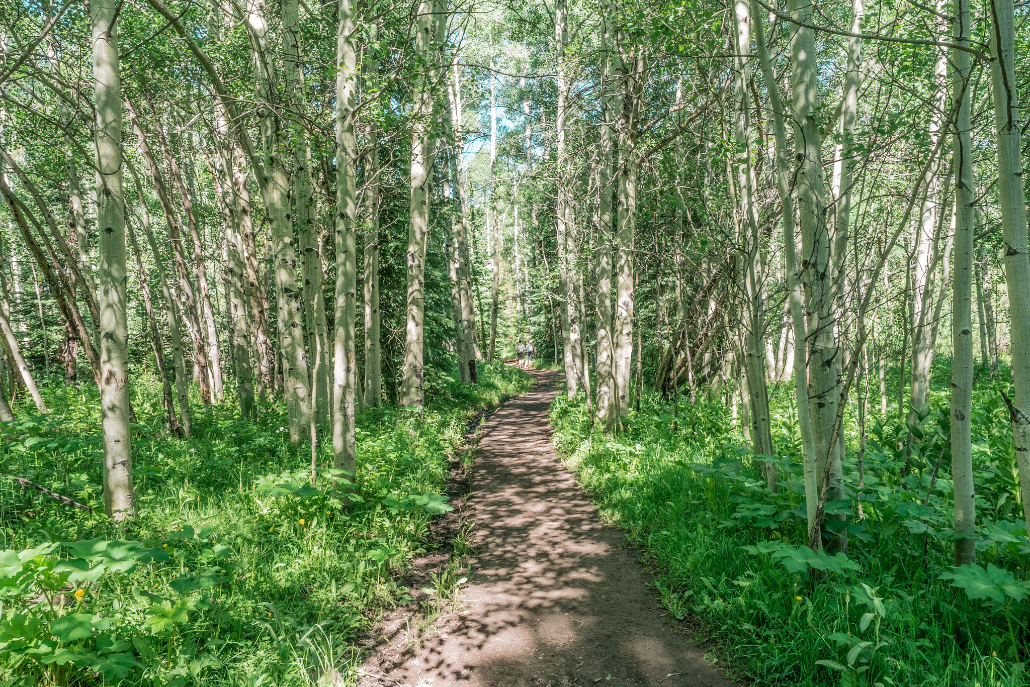 Panasonic Lumix DMC-G7 sample photo. Aspen grove photography