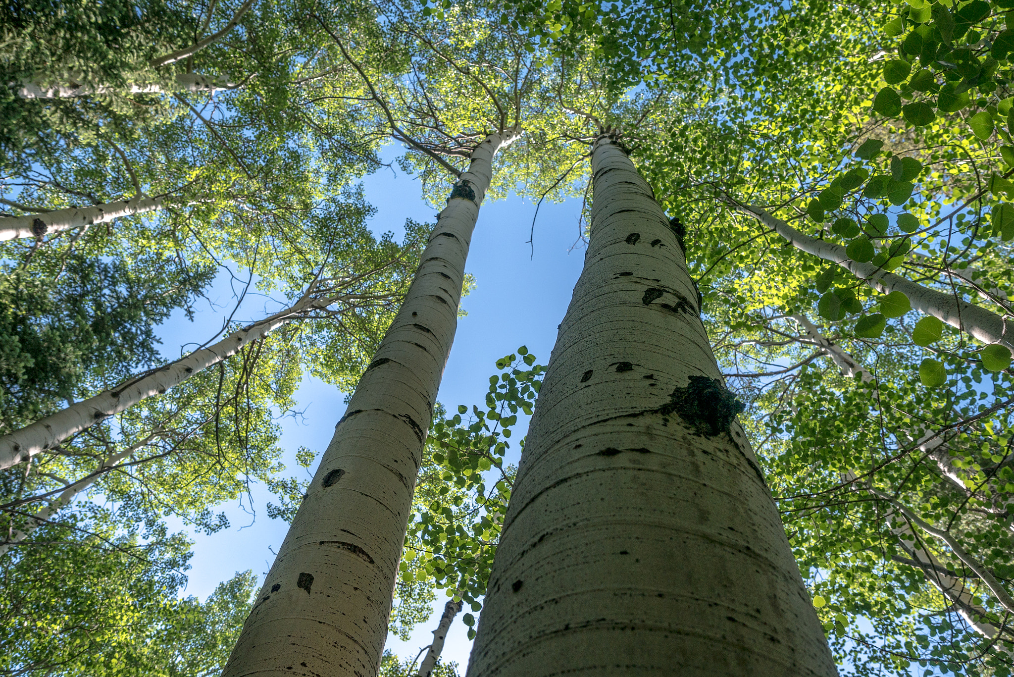 Panasonic Lumix DMC-G7 + Olympus M.Zuiko Digital ED 12-40mm F2.8 Pro sample photo. Tall aspen photography