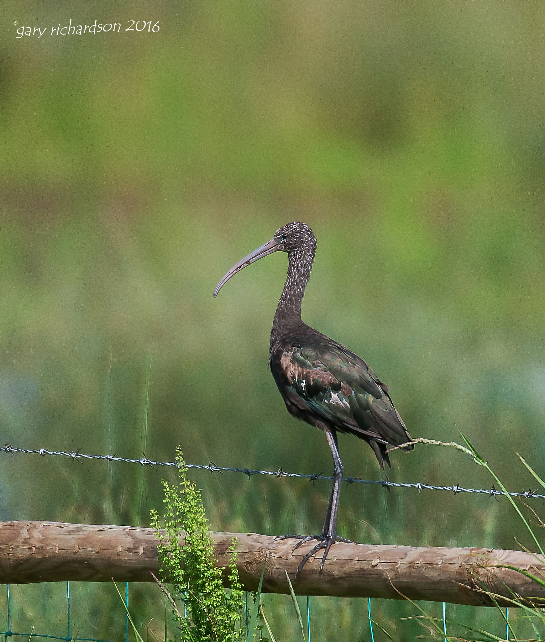 Nikon D300 + Nikon AF-S Nikkor 500mm F4G ED VR sample photo. Glossy ibis () photography