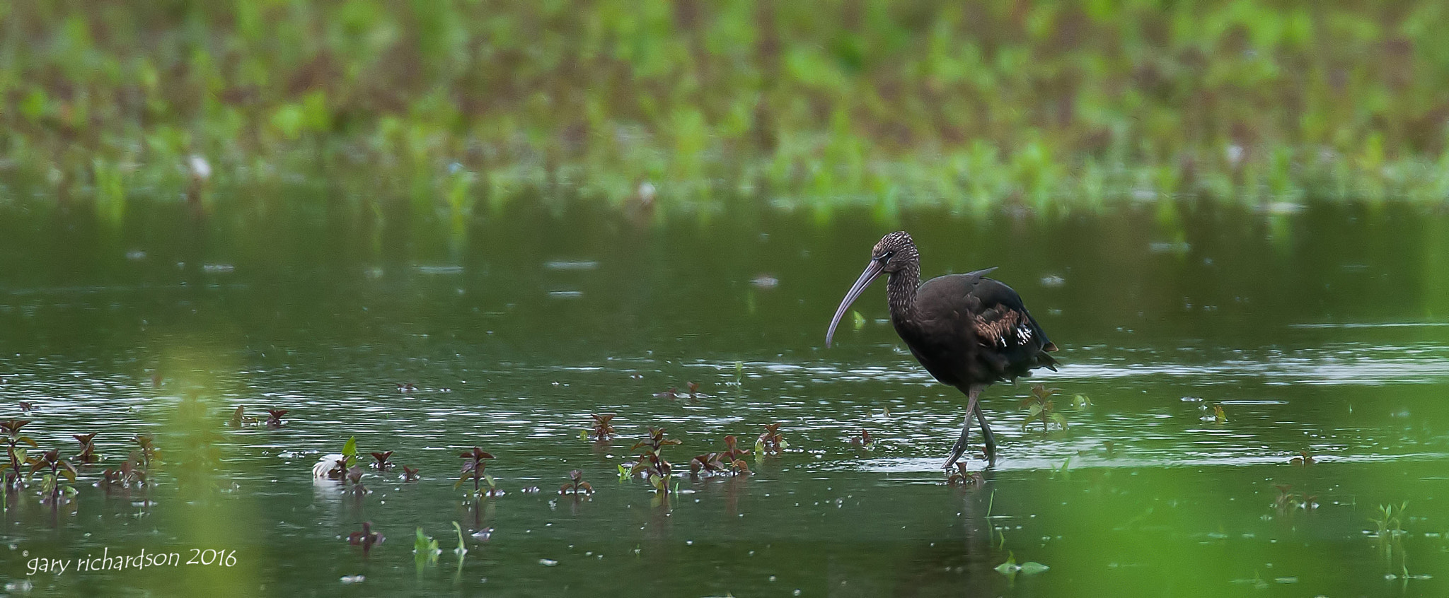 Nikon D300 + Nikon AF-S Nikkor 500mm F4G ED VR sample photo. Glossy ibis photography