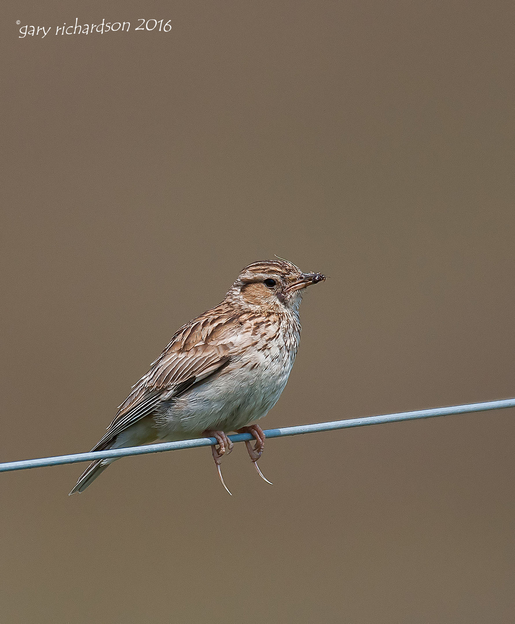 Nikon D300 + Nikon AF-S Nikkor 500mm F4G ED VR sample photo. Woodlark photography