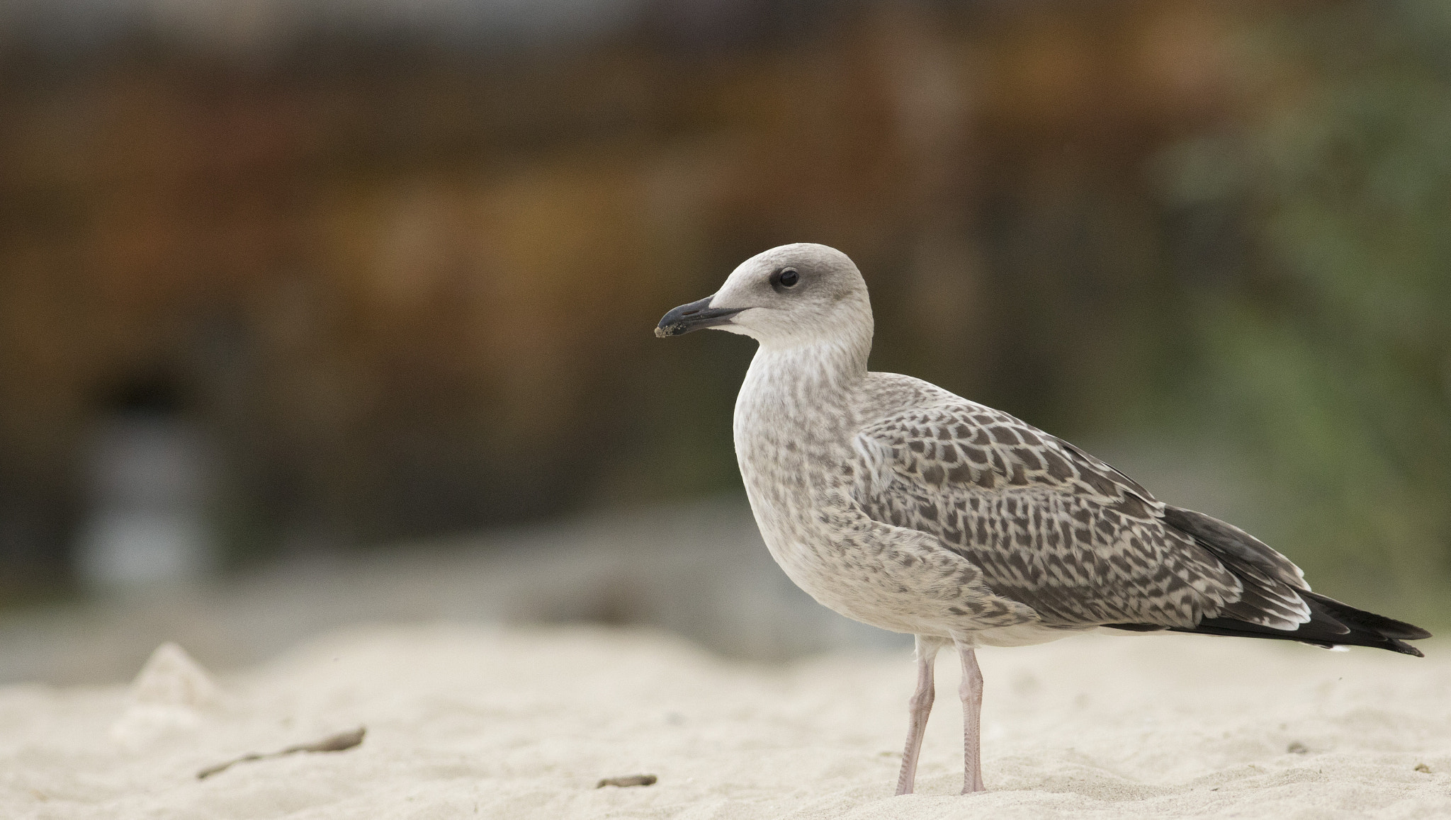 Canon EOS 750D (EOS Rebel T6i / EOS Kiss X8i) + Canon EF 400mm F5.6L USM sample photo. Birds photography