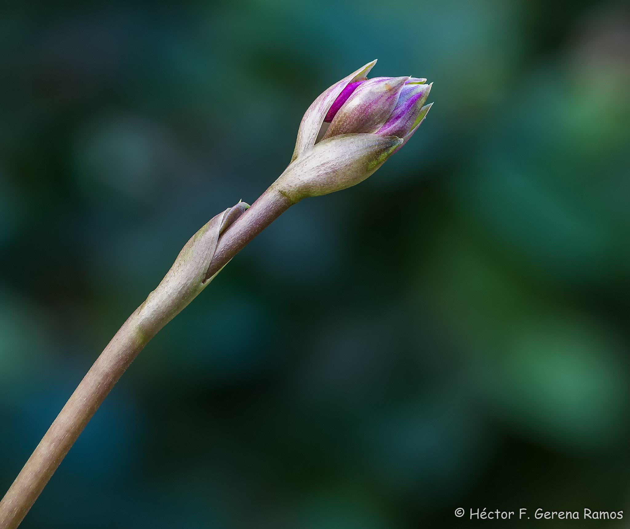 Sigma APO Macro 180mm F2.8 EX DG OS HSM sample photo. Born photography