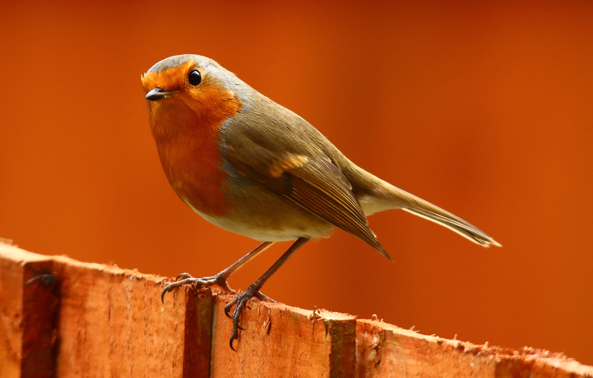 Sigma 150-500mm F5-6.3 DG OS HSM sample photo. Just a robin on my garden fence. photography