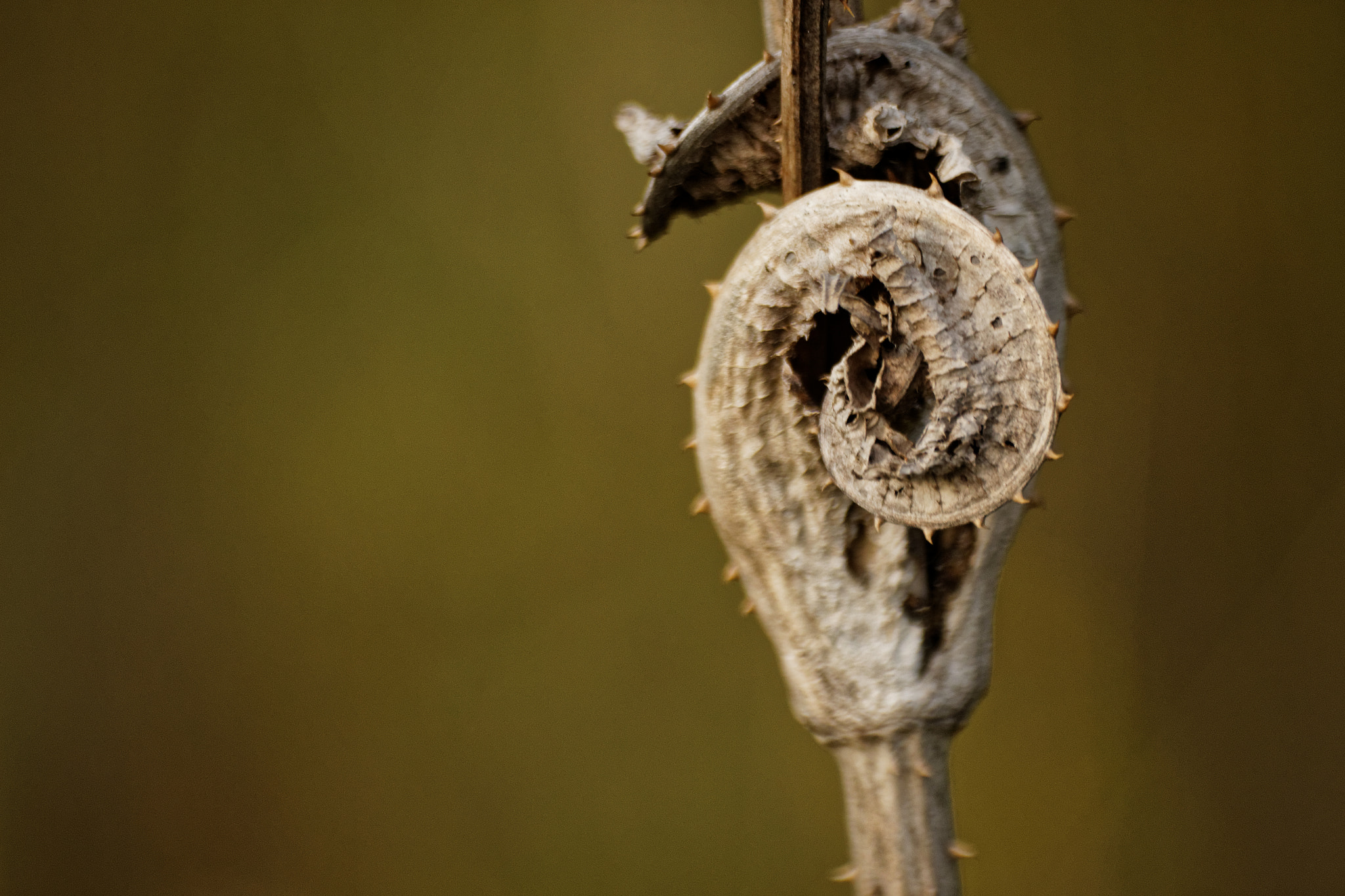 Sigma 70-300mm F4-5.6 APO DG Macro sample photo. Dead plant photography