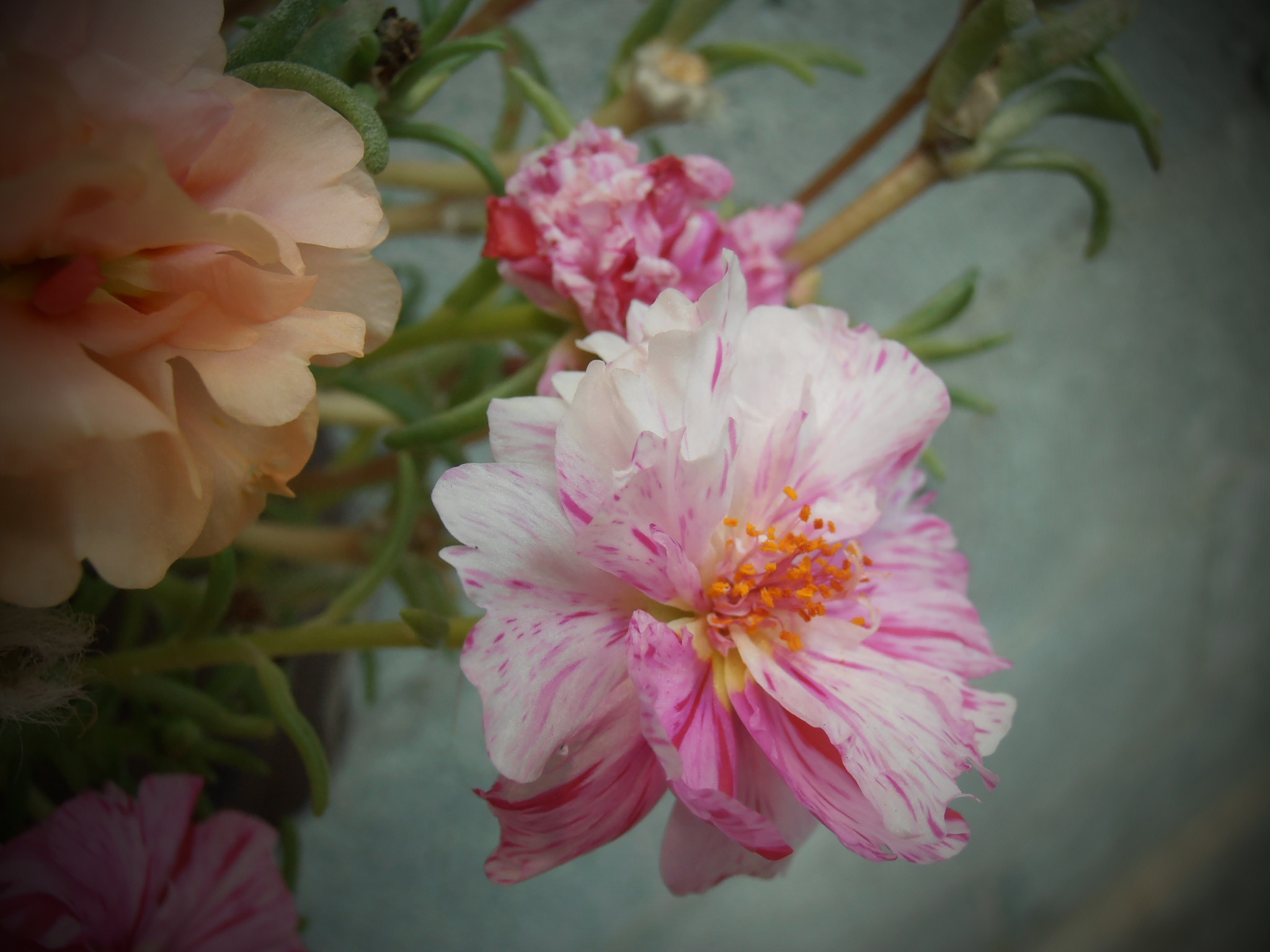 Olympus VR325,VR320,D725 sample photo. Fleur 3 photography