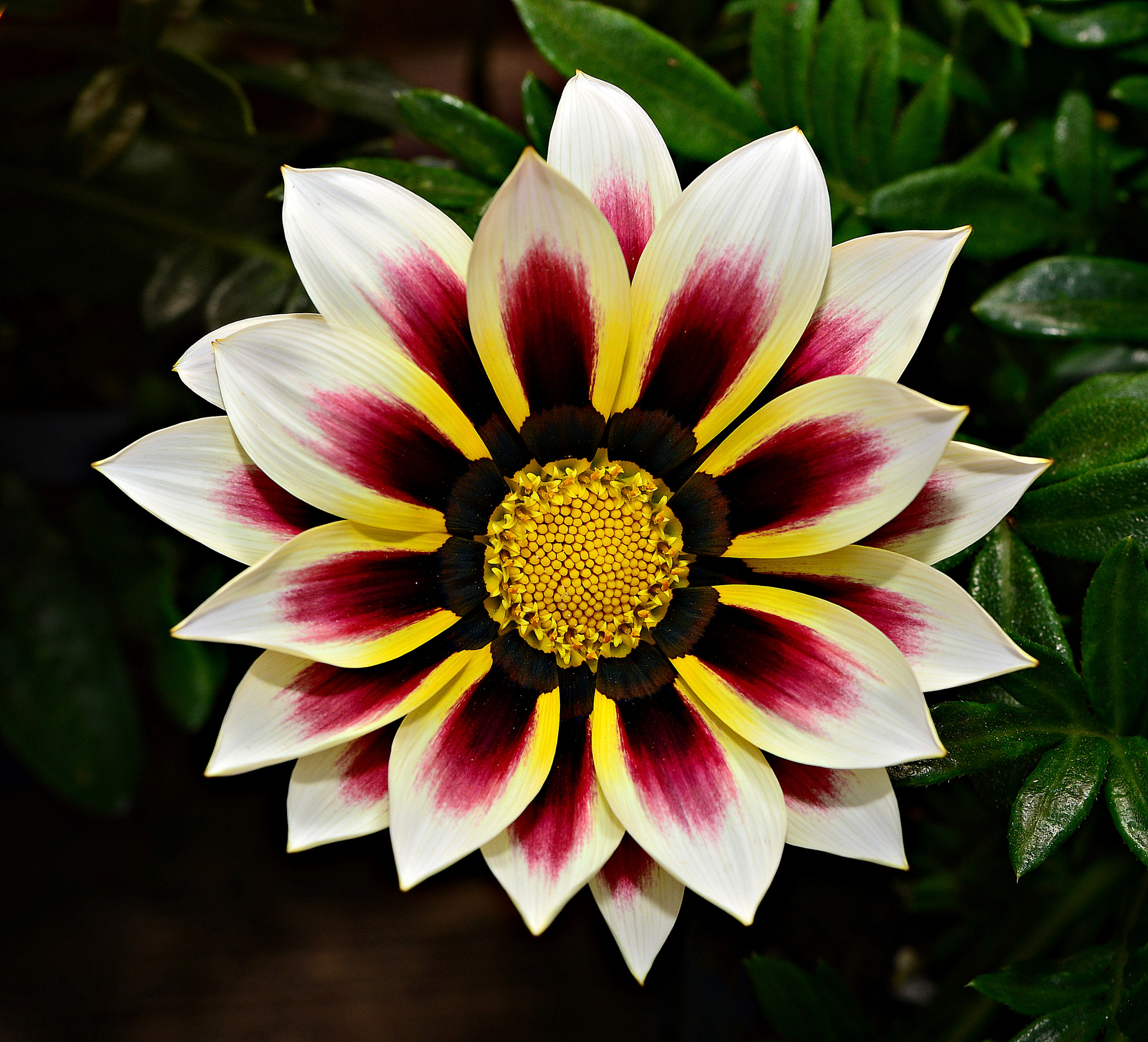Tamron SP 70-200mm F2.8 Di VC USD sample photo. Colorful gazania photography