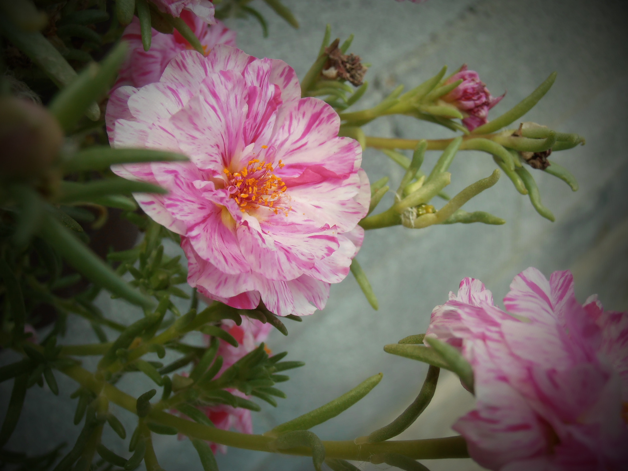 Olympus VR325,VR320,D725 sample photo. Fleur 4 photography