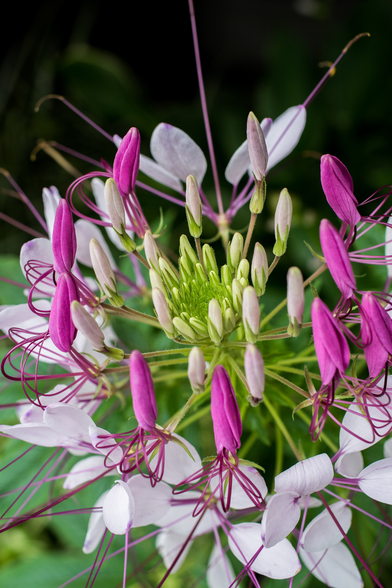 Pentax K-S1 + HD Pentax DA 35mm F2.8 Macro Limited sample photo. 力強く舞う photography