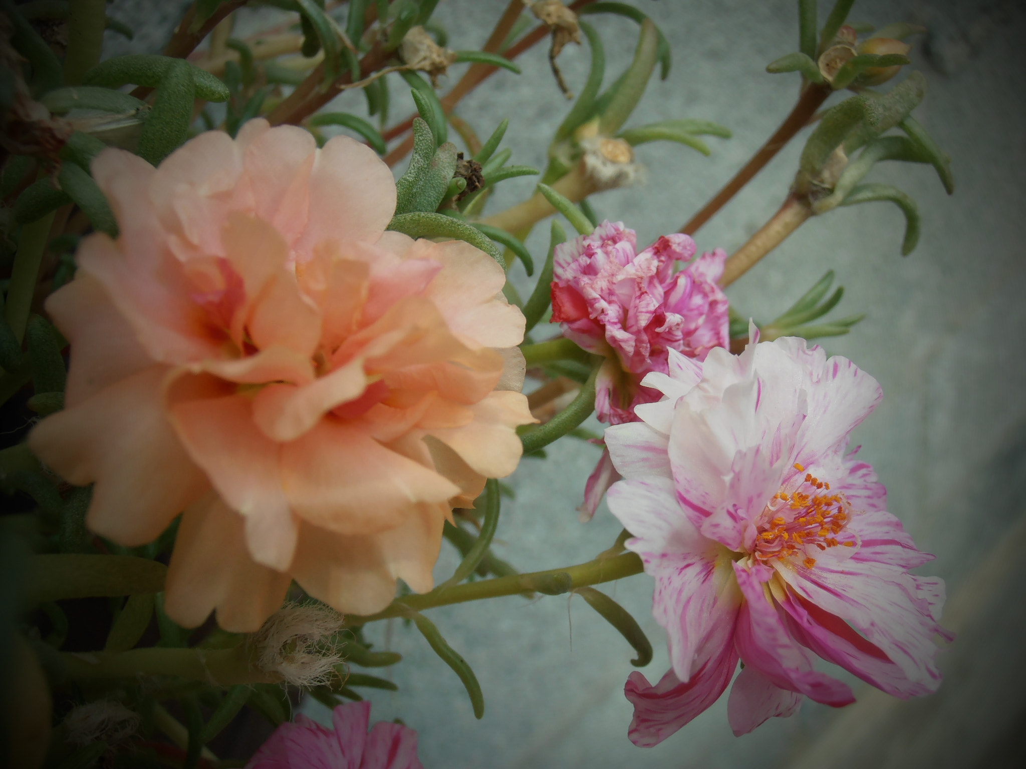 Olympus VR325,VR320,D725 sample photo. Fleur 5 photography