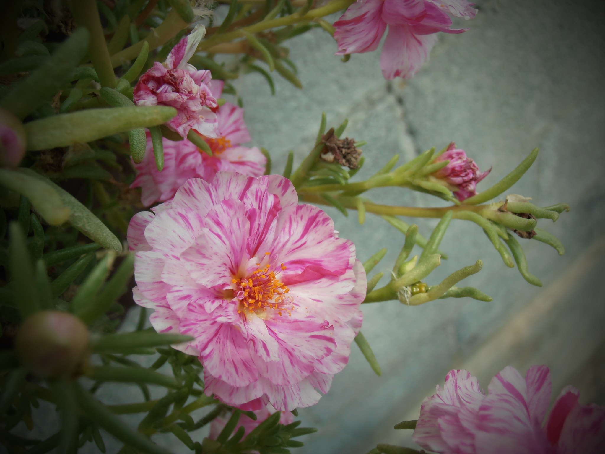 Olympus VR325,VR320,D725 sample photo. Fleur 6 photography