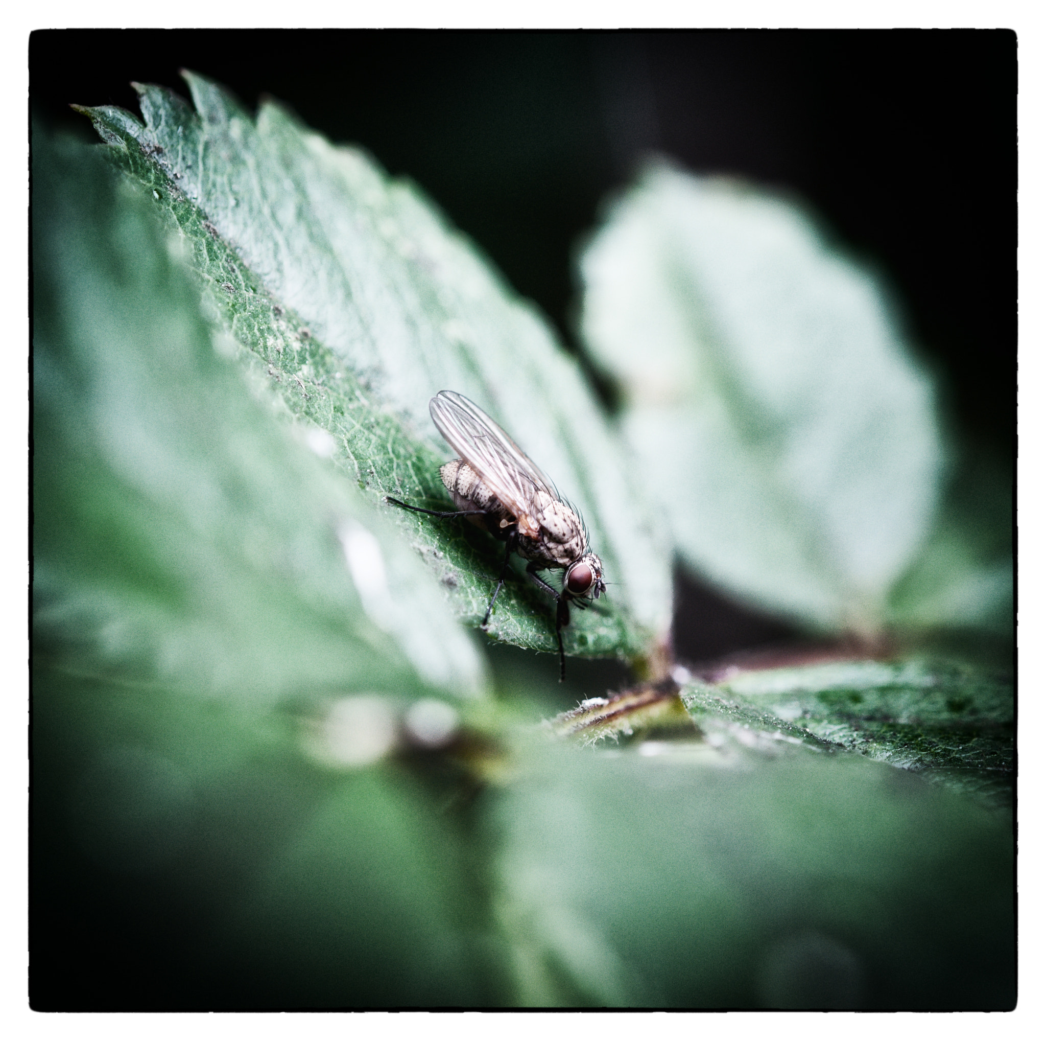 Nikon AF-S Micro-Nikkor 60mm F2.8G ED sample photo. Fly photography
