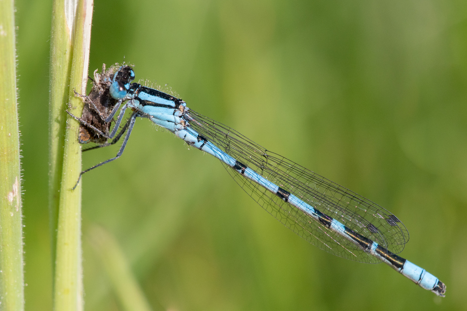 Sigma APO Macro 150mm f/2.8 EX DG HSM sample photo. Blue damselfly photography
