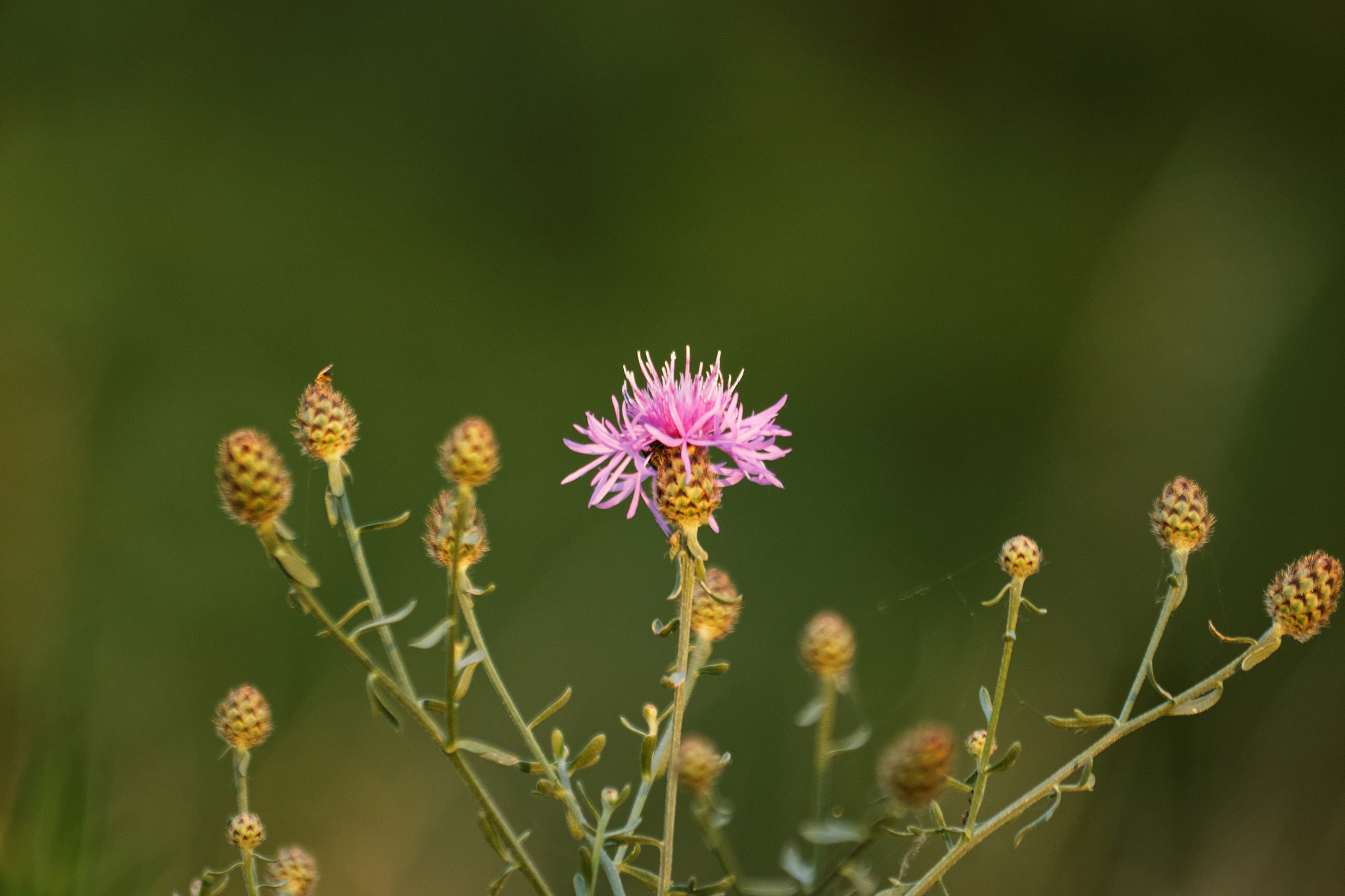 Sigma 70-300mm F4-5.6 APO DG Macro sample photo. Blooming thistle photography