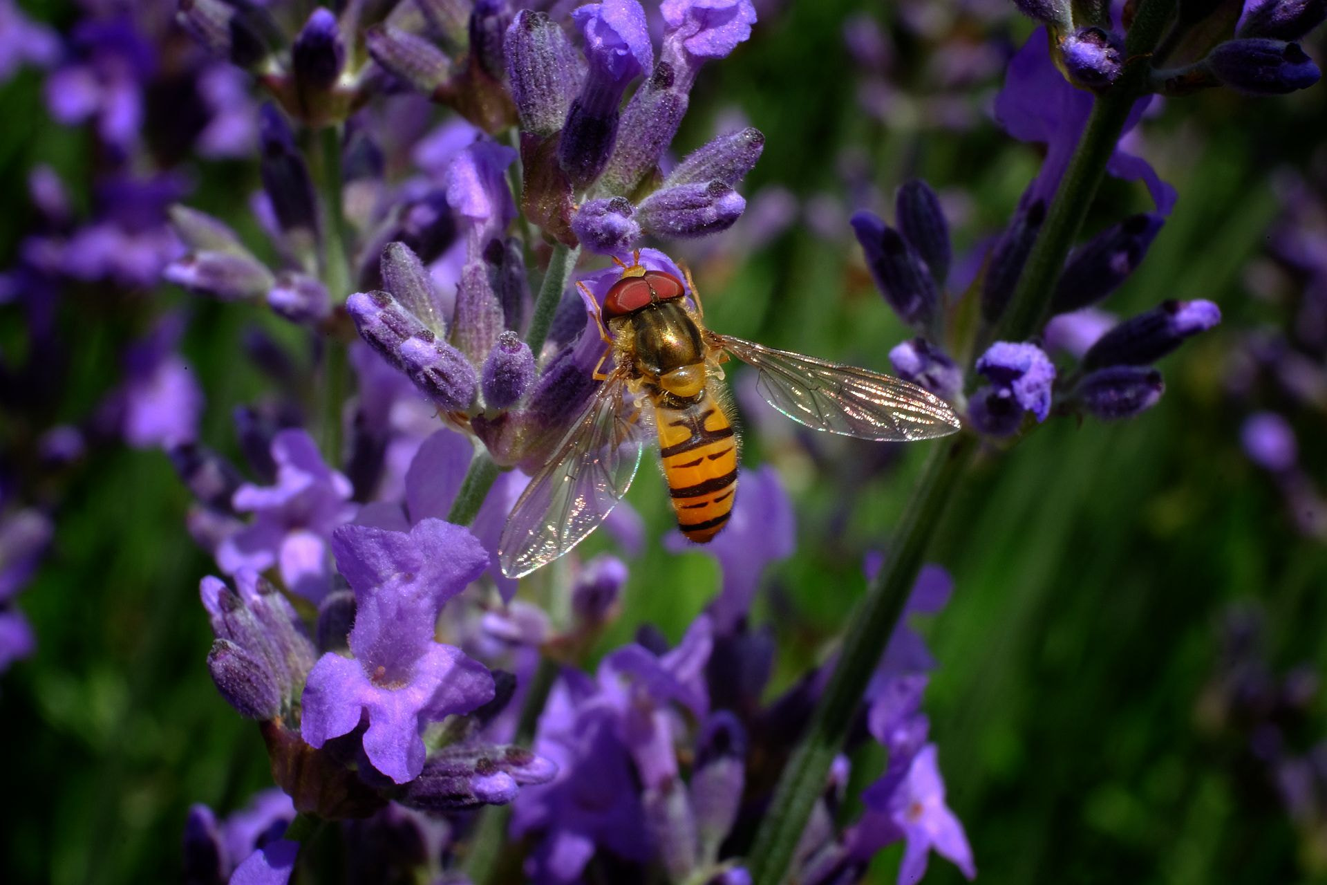 Fujifilm X-M1 + Fujifilm XC 50-230mm F4.5-6.7 OIS sample photo. Hooverfly with red eyes photography