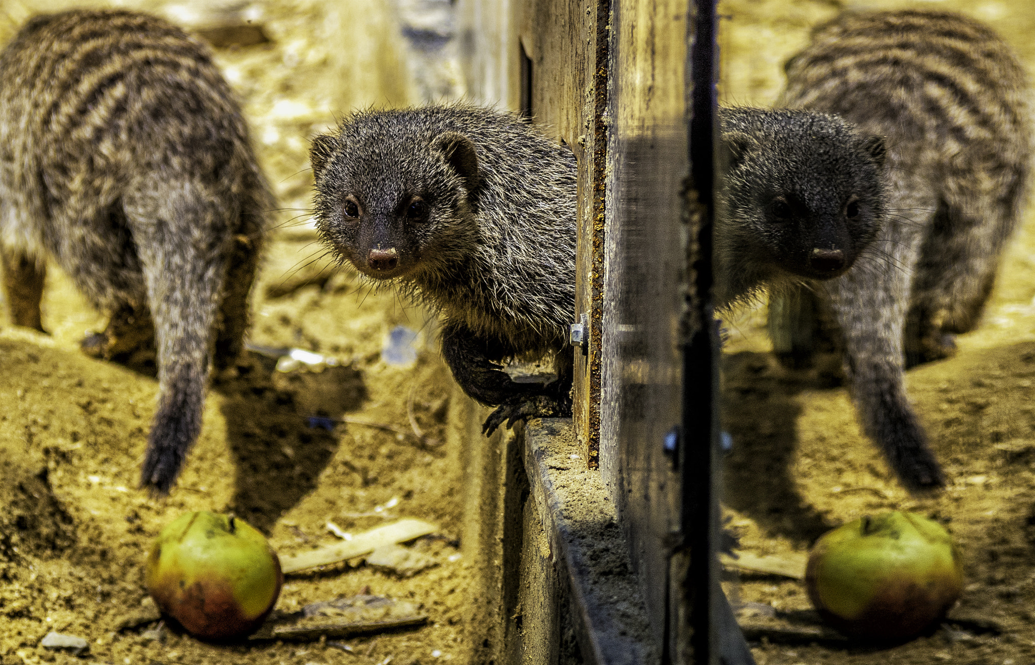 Panasonic Lumix DMC-GH4 sample photo. Mirror photography