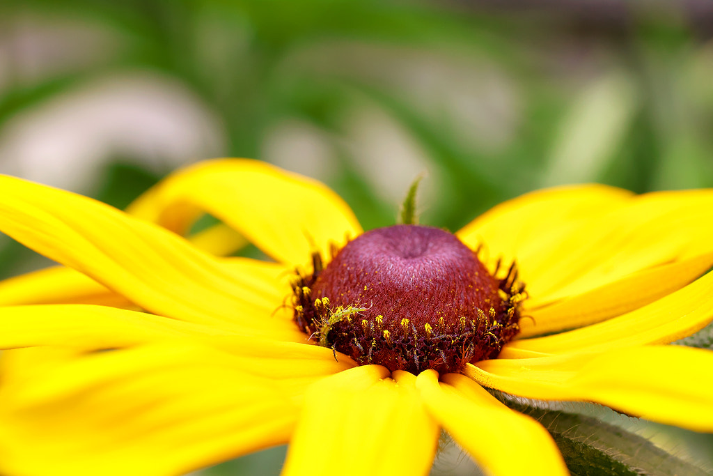 Canon EOS 50D + Canon EF 50mm F2.5 Macro sample photo. The best part photography