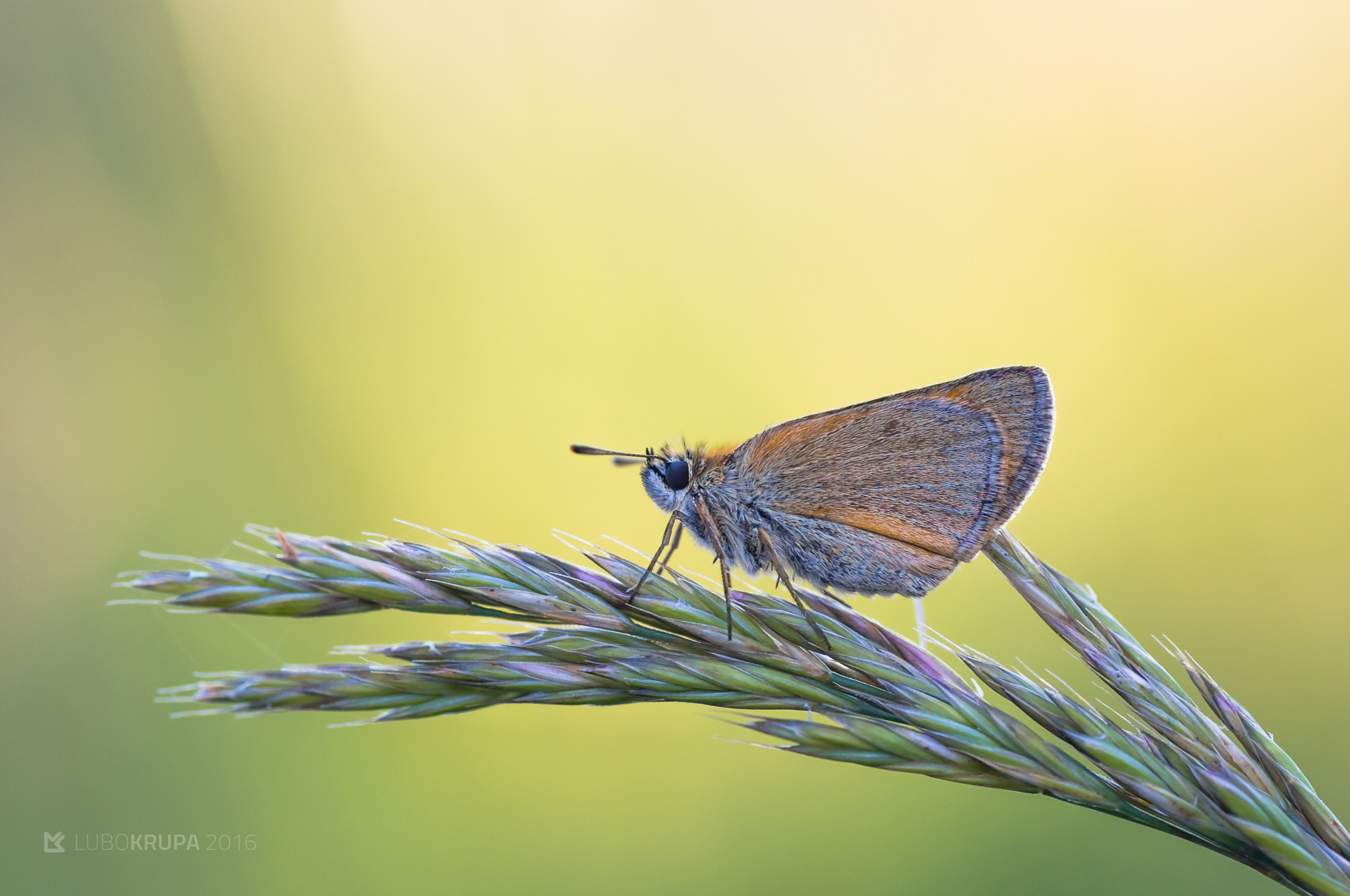 Pentax K-r + Tamron SP AF 90mm F2.8 Di Macro sample photo. Thymelicus sylvestris photography