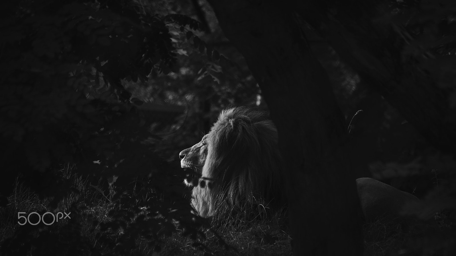 Nikon D3 sample photo. The king of zoo photography
