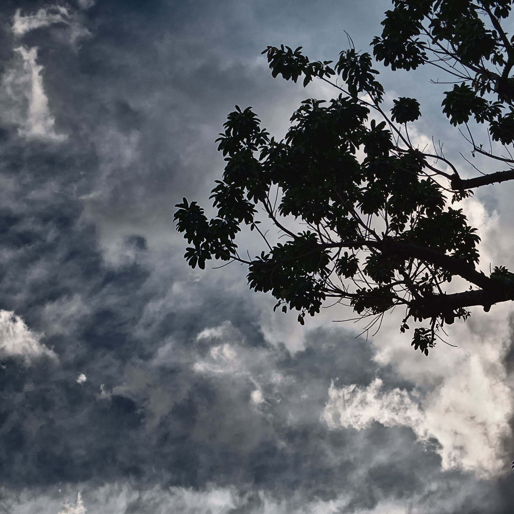 Panasonic Lumix G Vario 45-200mm F4-5.6 OIS sample photo. 樹影婆娑 photography