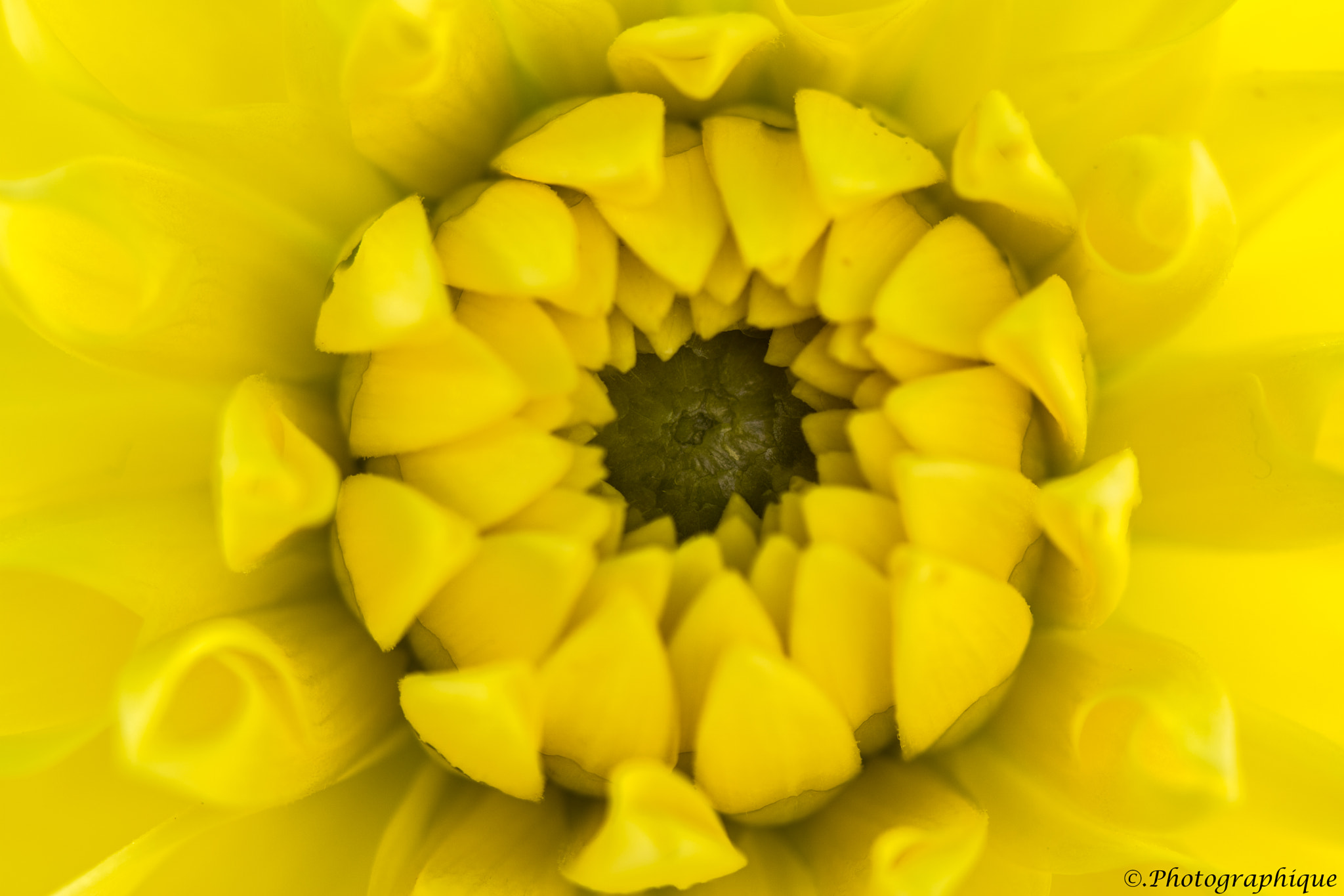 Canon EF 100mm F2.8 Macro USM sample photo. Flowers photography