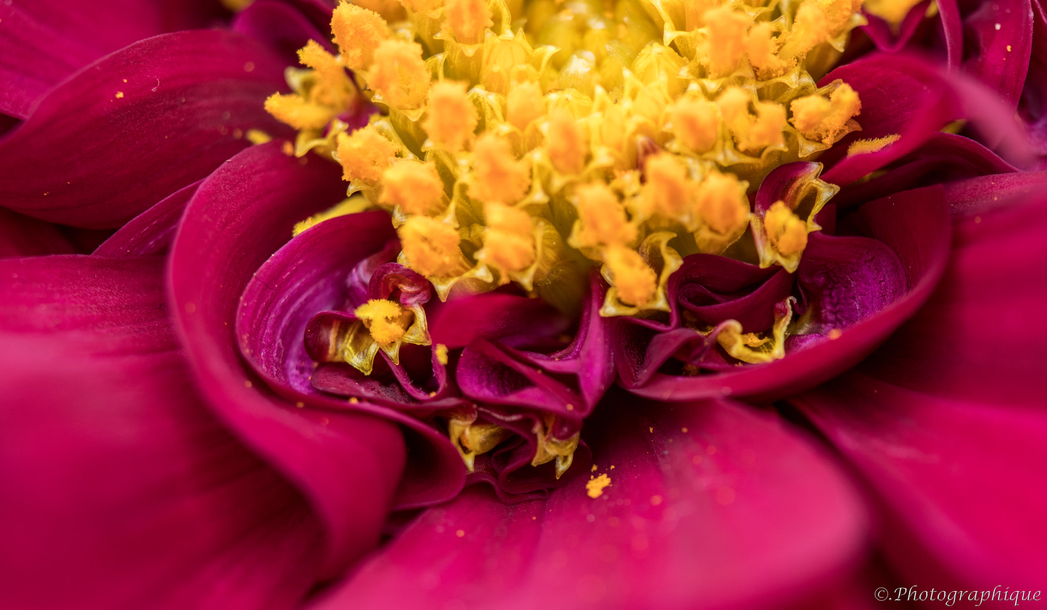 Canon EF 100mm F2.8 Macro USM sample photo. Flowers photography