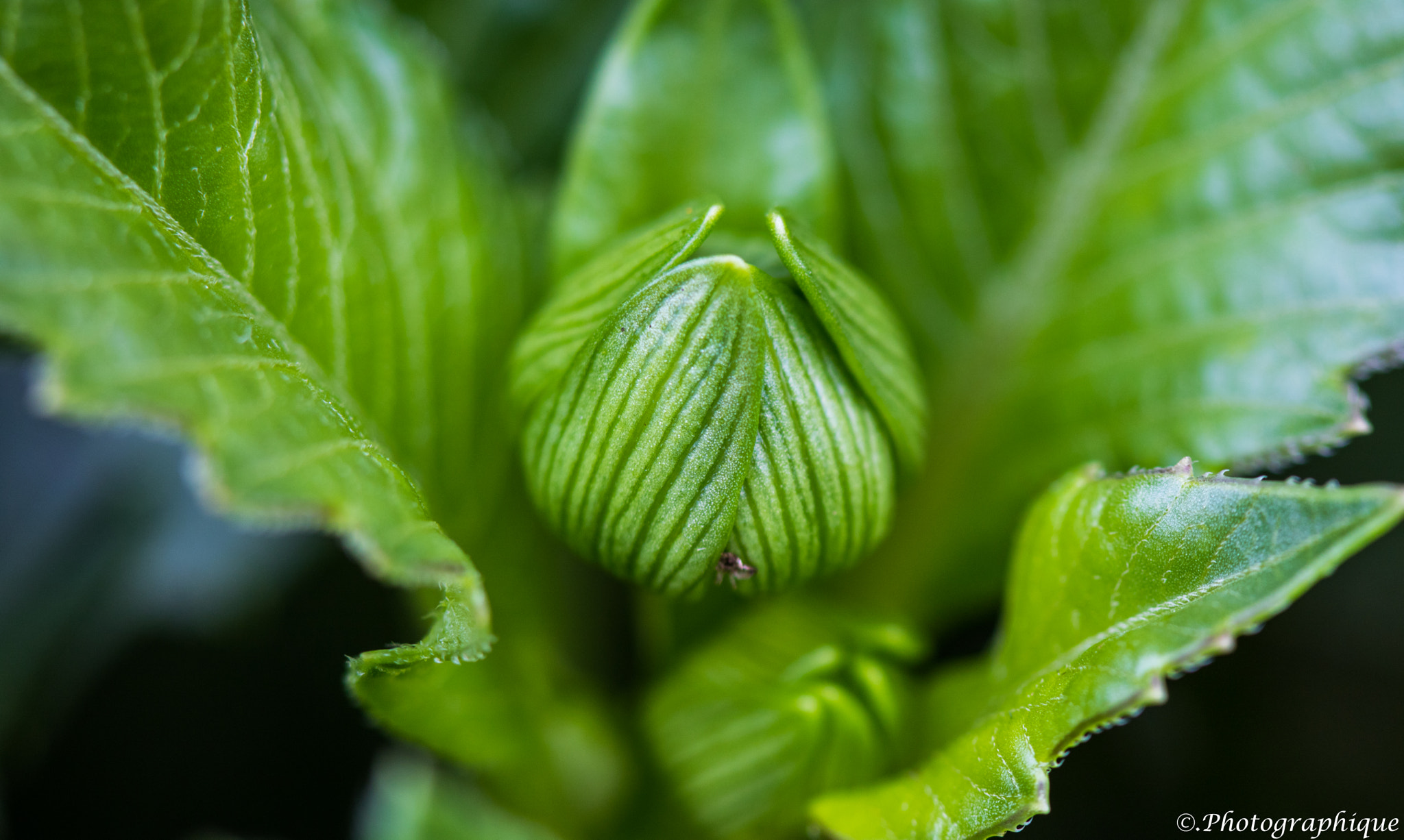 Canon EF 100mm F2.8 Macro USM sample photo. Flowers photography