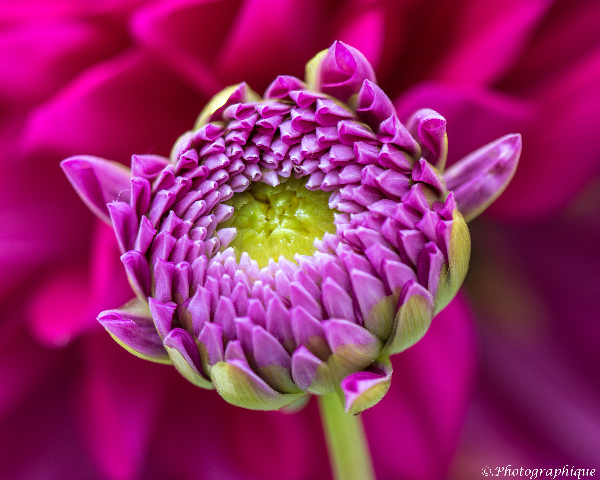 Canon EF 100mm F2.8 Macro USM sample photo. Flowers photography