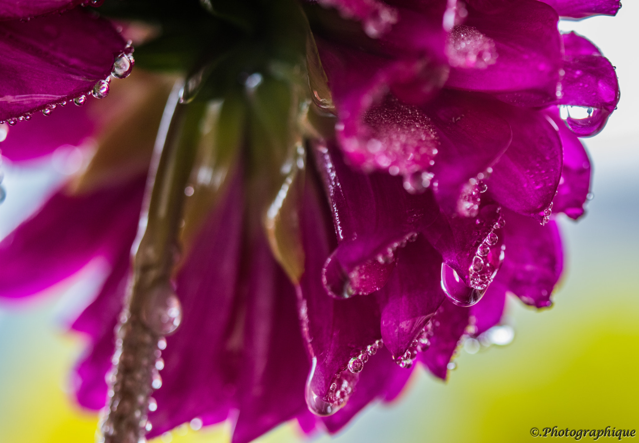Canon EF 100mm F2.8 Macro USM sample photo. Flowers photography