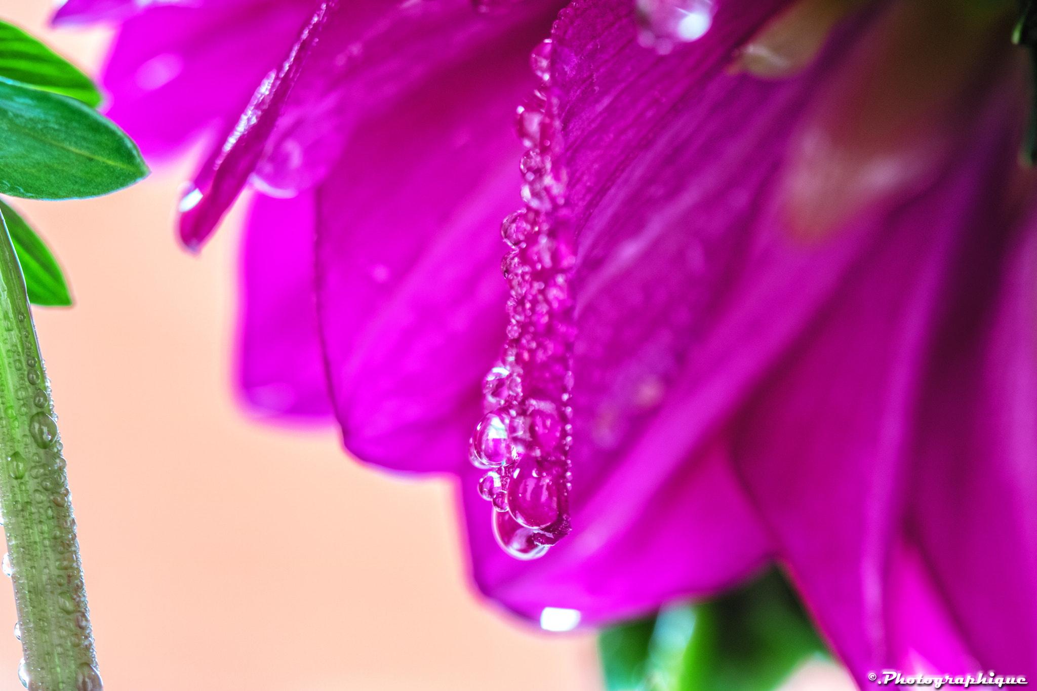Canon EF 100mm F2.8 Macro USM sample photo. Flowers photography