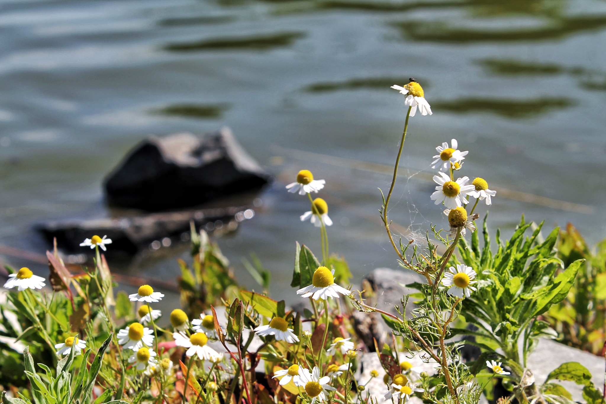 Canon EF-S 18-55mm F3.5-5.6 III sample photo. Daisies photography