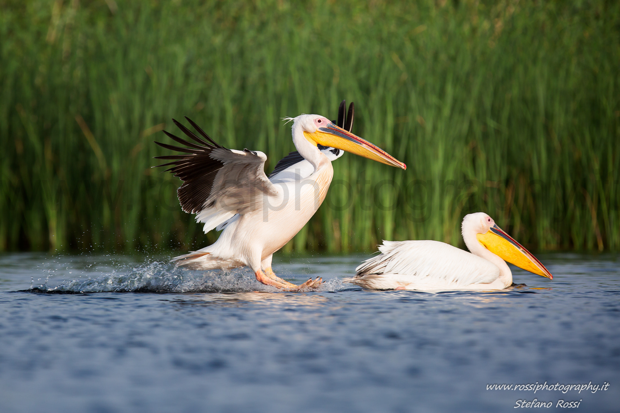 Stefano Rossi (Rossiphotography) Profile / 500px