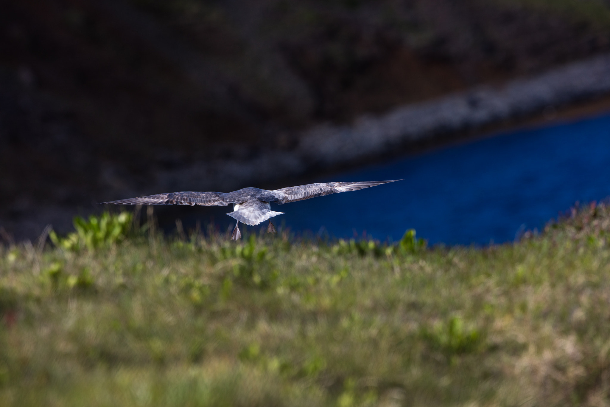 Canon EF 300mm F2.8L IS II USM sample photo. Fulmar photography
